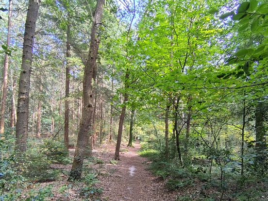 Roldenaren hekelen vaagheid gemeente over toekomst Rolderbos: 'Wat willen jullie nu?'