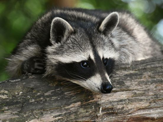 Provincie: vreemde planten en dieren moeten hier zo snel mogelijk weg