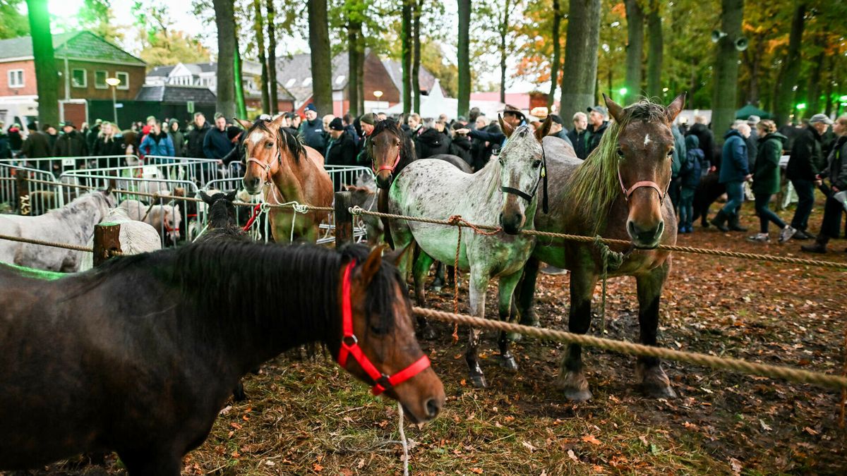 'Natte, maar gezellige' Zuidlaardermarkt met bijna duizend paarden
