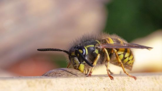 Mogelijk slecht wespenjaar door hitte en droogte: natuurorganisaties organiseren wespentelling Home