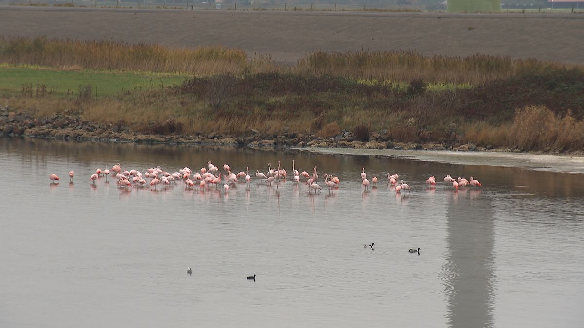 Groep flamingo's terug in het Grevelingenmeer: 'Geweldig dat ze het hier zo naar hun zin hebben'