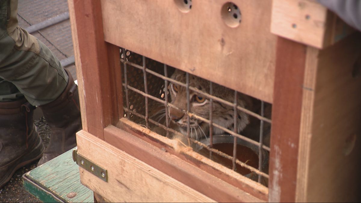 Zwitserse lynx strijkt neer in Born: 'Het is wel heel erg spannend'