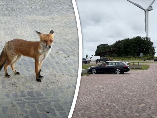 De vos werd gezien op het parkeerterrein bij het Oeverbos