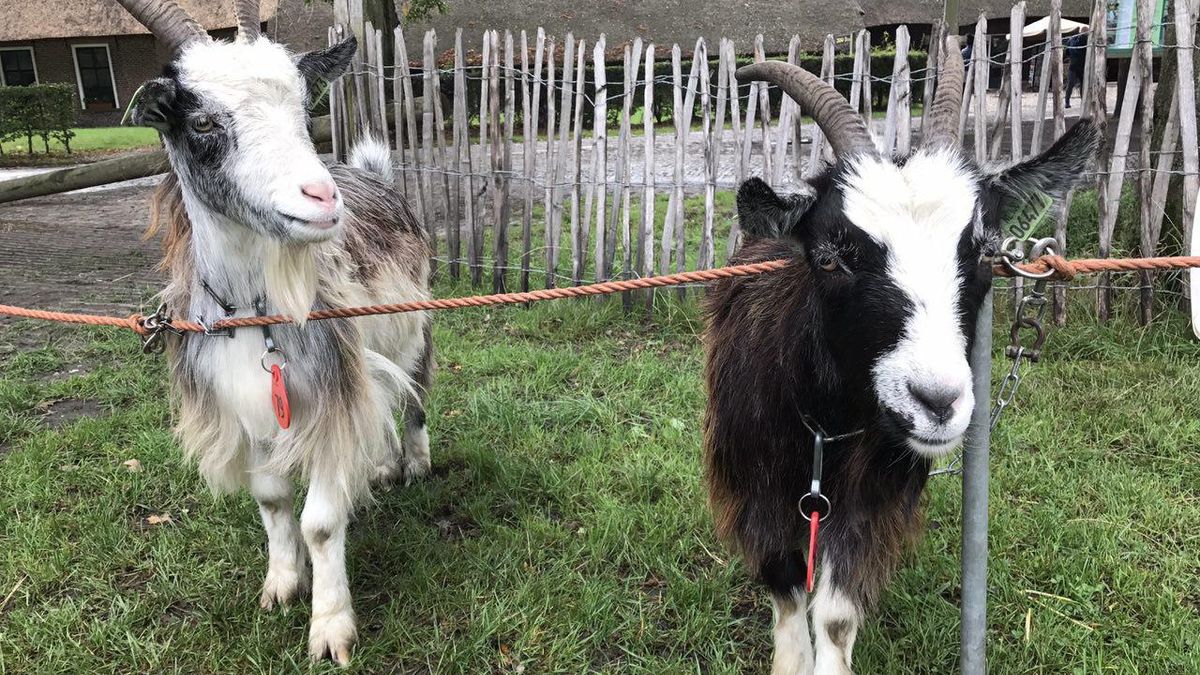 Op zoek naar de mooiste landgeit in Orvelte