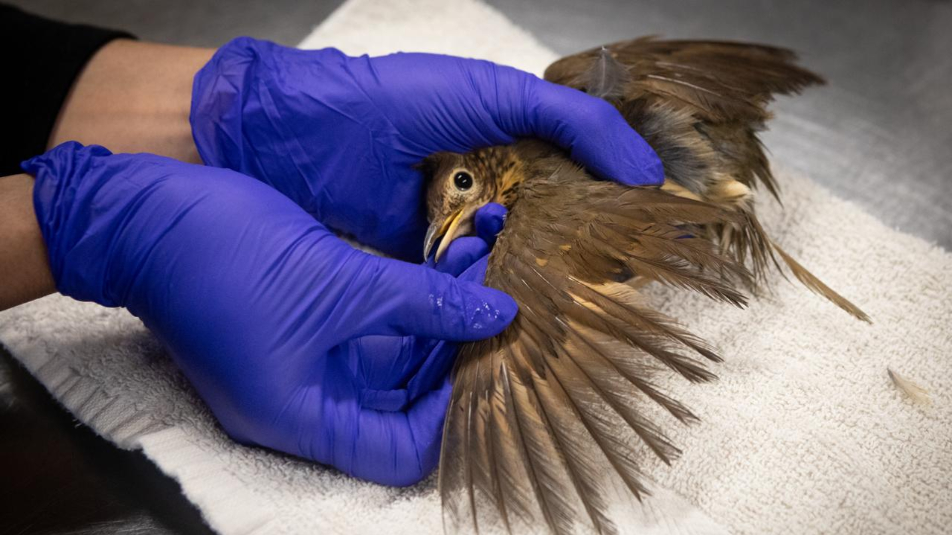 Doodzieke zanglijster jaar gevangen door vrouw: 'Wilde hem tam maken'