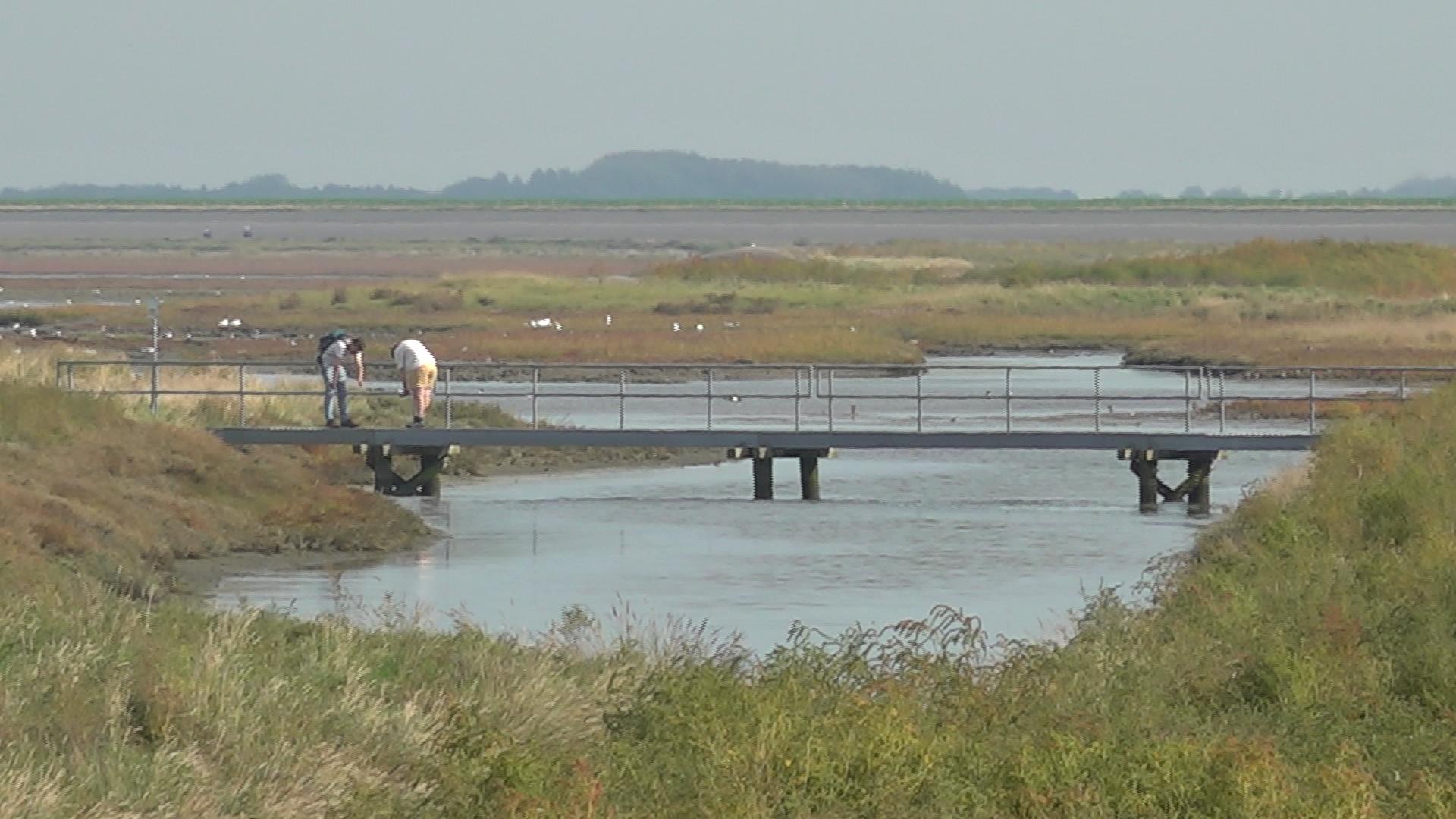Een brug in de permanent open wandelroute in de Peazemerlannen