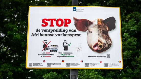 Afrikaanse varkenspest kan miljarden kosten, provincie grijpt in