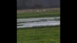 Kraanvogels in het Ballooërveld