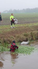 Zwaan zit vast aan vishaak