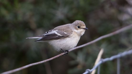 Vogelaars spotten 'vroegste ooit' door gunstige wind