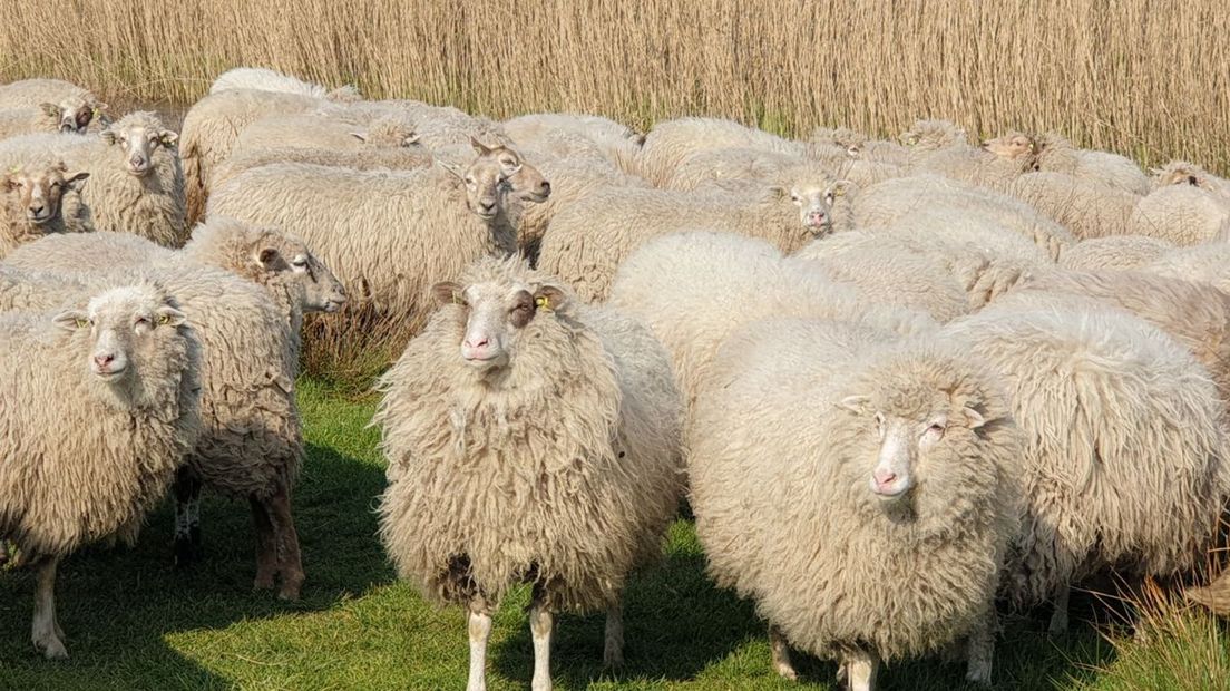 schapen