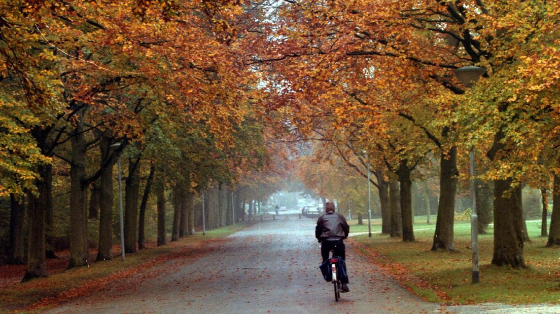 Een fietser rijdt in het Groninger Stadspark tussen de bomen in herfstkleuren door