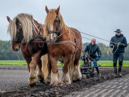 In Beeld: Dag van het ploegpaard in Orvelte
