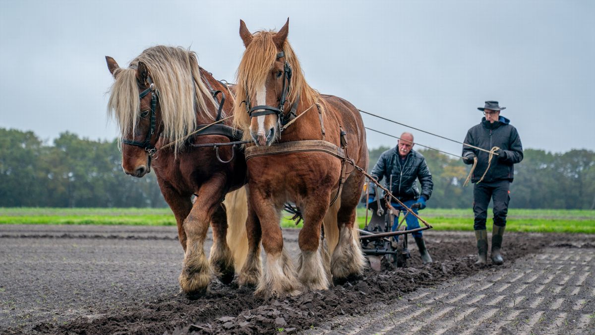 In Beeld: Dag van het ploegpaard in Orvelte