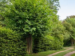 Door bliksem getroffen Uffelter knotlinde genomineerd als Boom van het Jaar