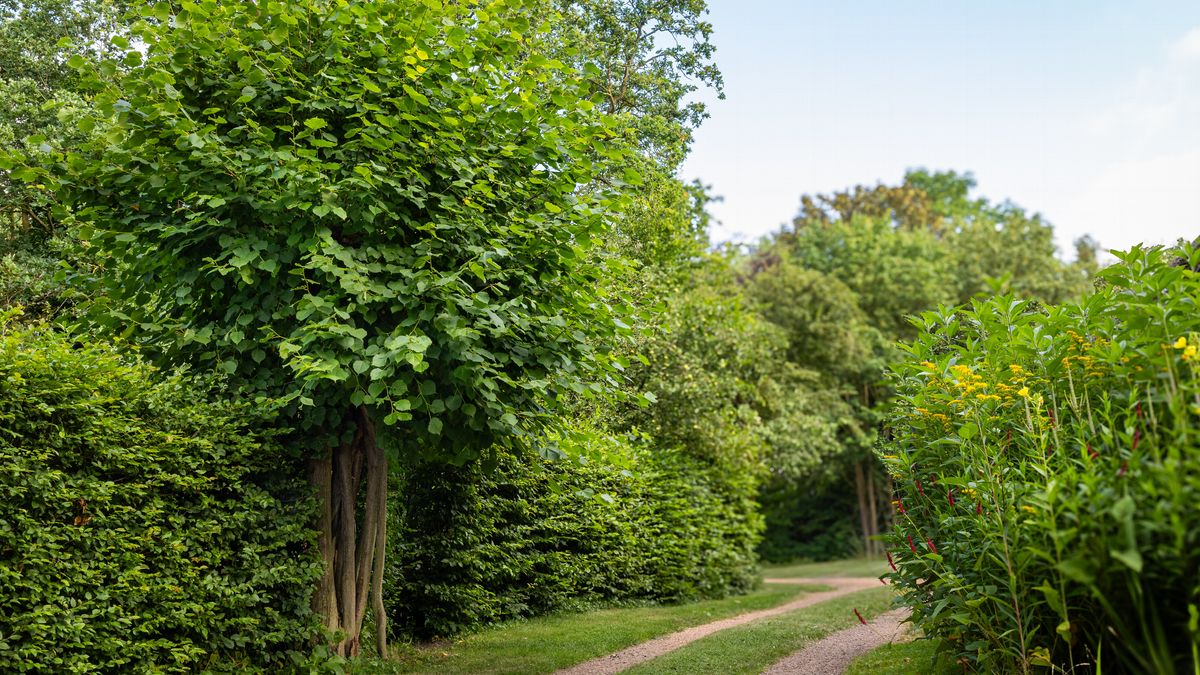 Door bliksem getroffen Uffelter knotlinde genomineerd als Boom van het Jaar