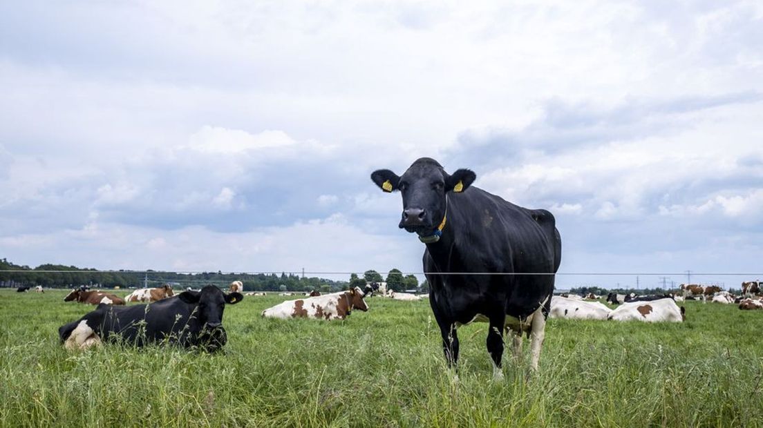 Grote zorgen om uitgelekte stikstofplannen.