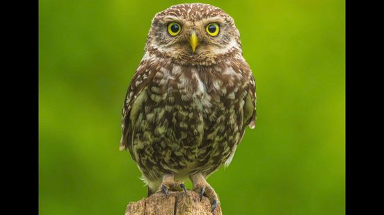 Zonder hulp verdwijnt de steenuil uit het veld