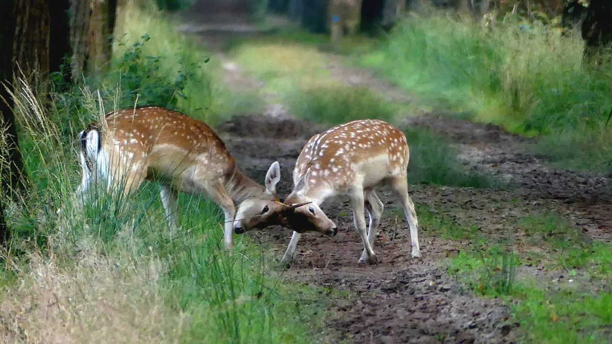 Provincie moet afschieten van damherten verdedigen voor de rechter