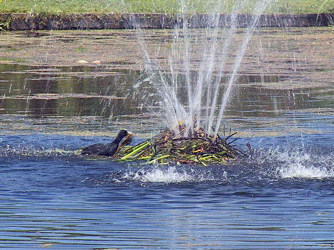 Archieffoto uit 2014. Meerkoeten op fontein bij Spinozapark