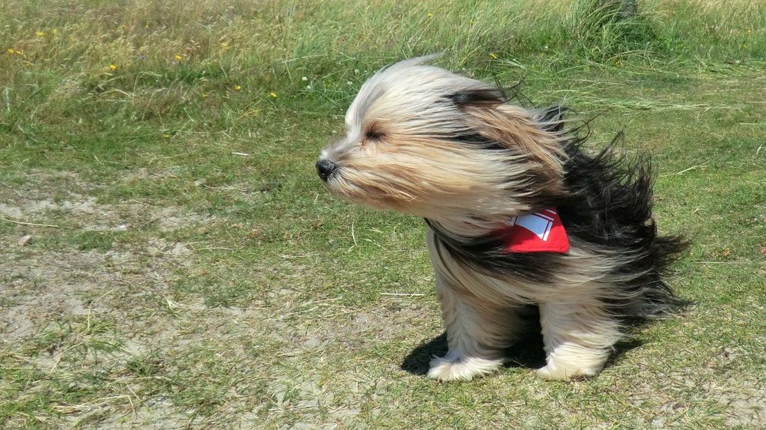 Een hondje in de wind