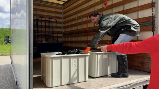 Doodgeschoten 'probleemwolf' nu in Leiden, maar voor hoe lang? Home