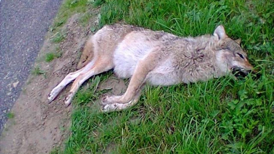 Een foto van de vermeende wolf die in Luttelgeest dood werd gevonden.