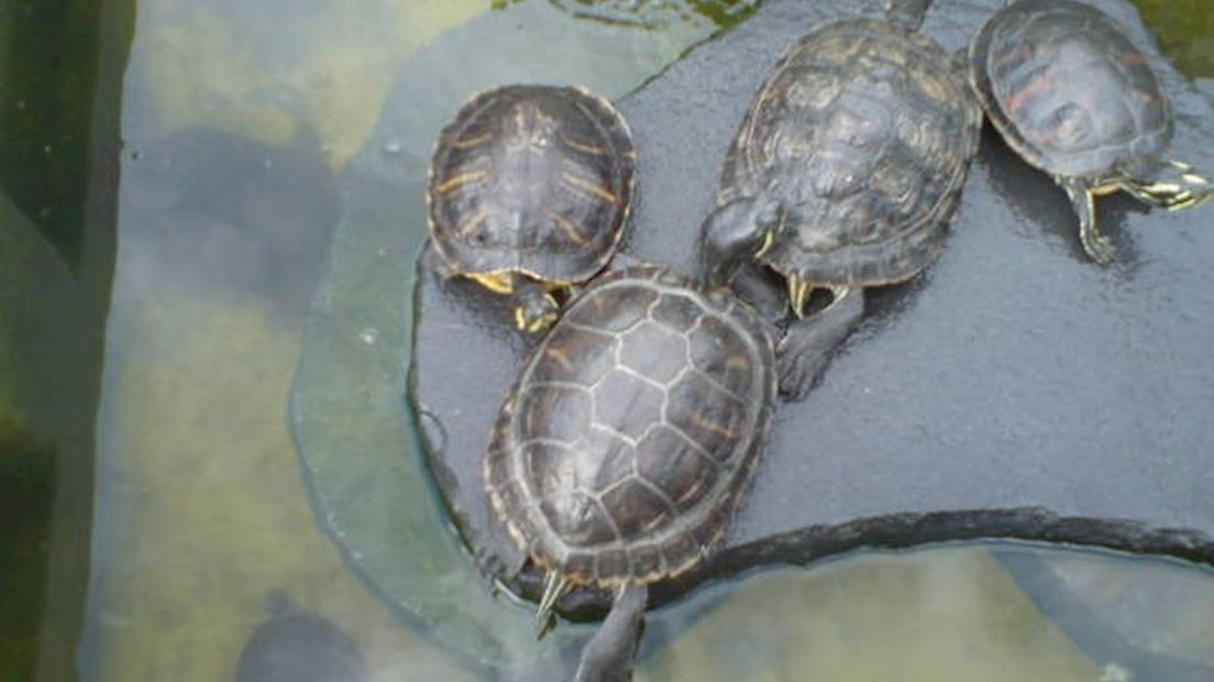 Stichting neemt schildpadden over