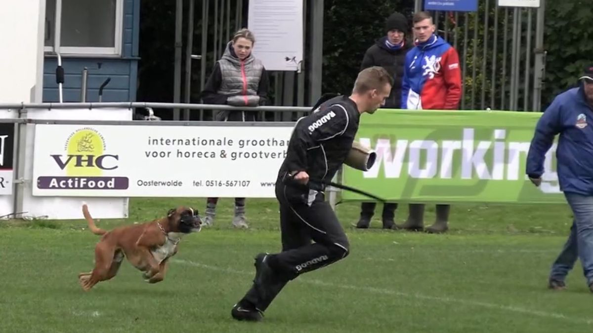 WK's voor boxers zorgen voor mondiale beestenboel in Buinerveen