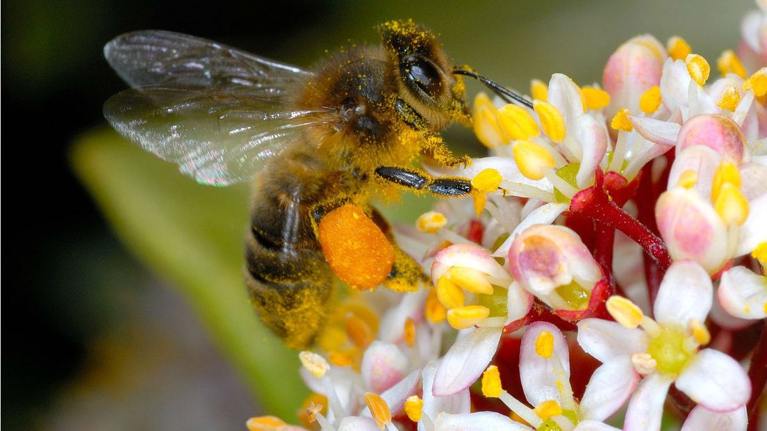 De honingbij levert honing en bijenwas (Rechten: Saxifraga/Ab Baas)