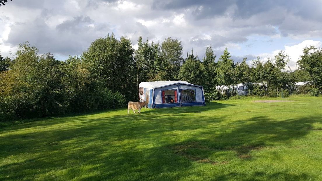 Loslopende koe verrast campinggasten in Hezingen