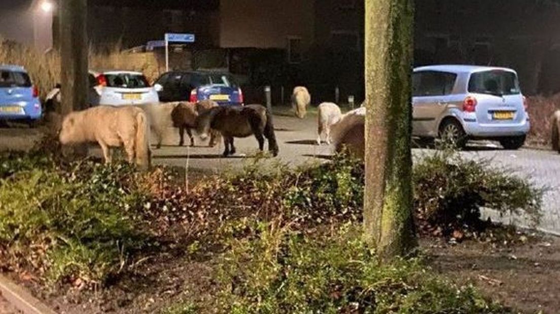 Pony's aan de wandel in Eerbeek.
