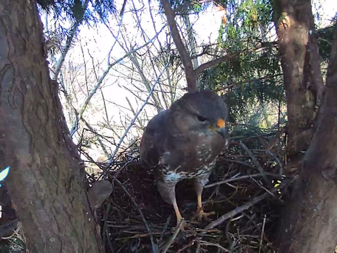 Een van de trotse ouders op het nest