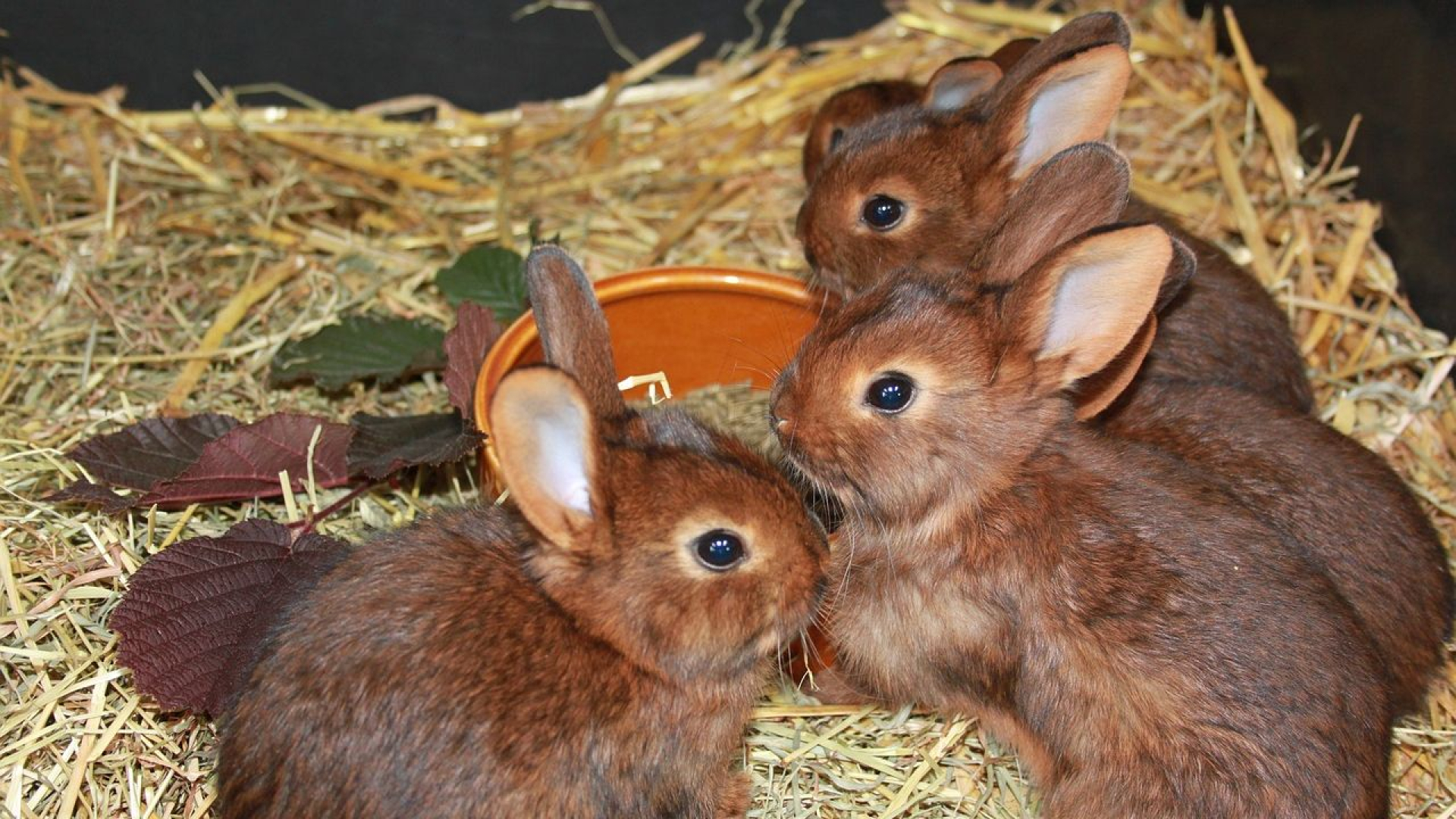 Hoe de opa van Gerard een uniek konijnenras fokte