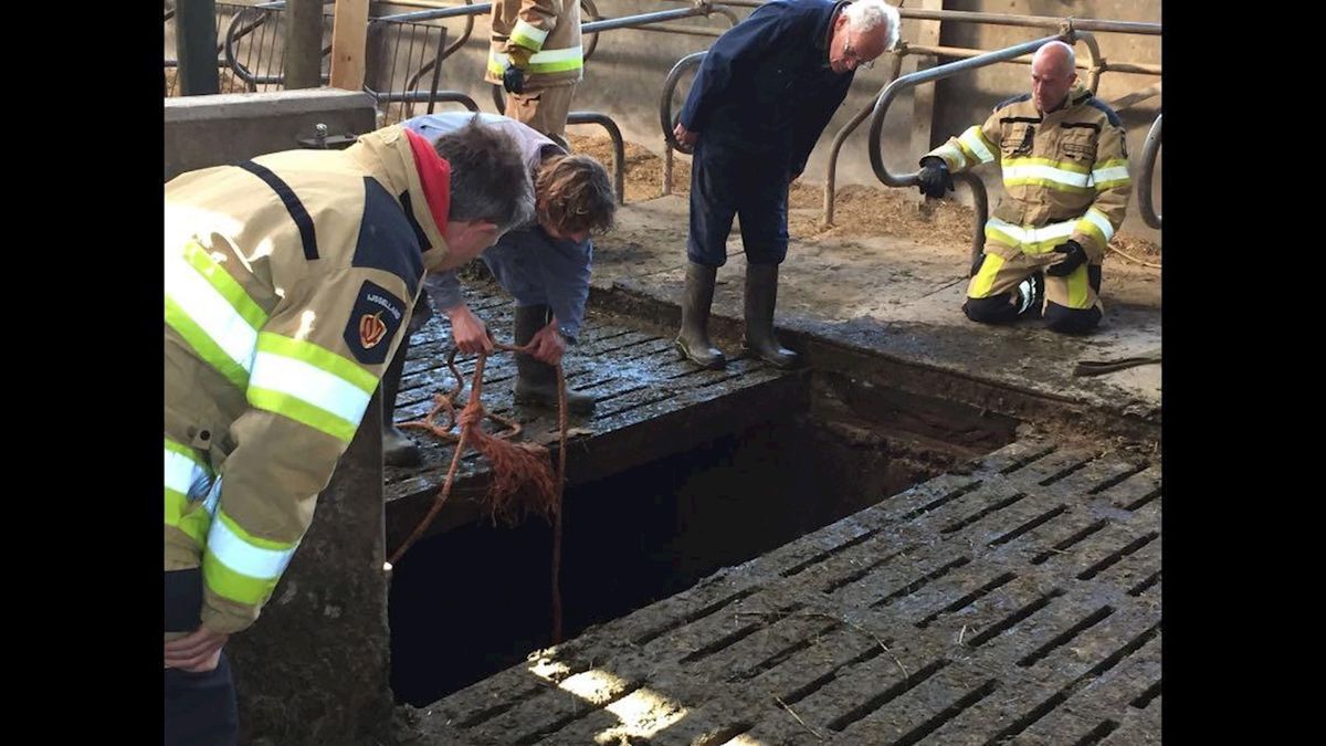Brandweer is vier uur bezig om koe uit mestkelder te redden in Holthone