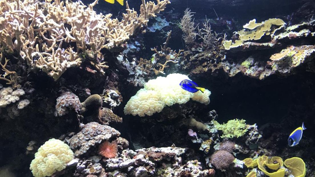 Het gaat goed met het koraal in het aquarium van Burgers' Zoo. Misschien wel te goed. Het Arnhemse dierenpark heeft zo veel koraal gekweekt dat er een overschot is. Dus gingen dinsdag ruim honderd kolonies op transport.