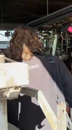 Shit happens bij koe-pedicure