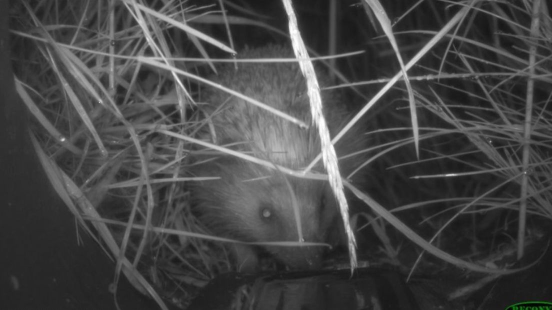 Een egel in de nacht.