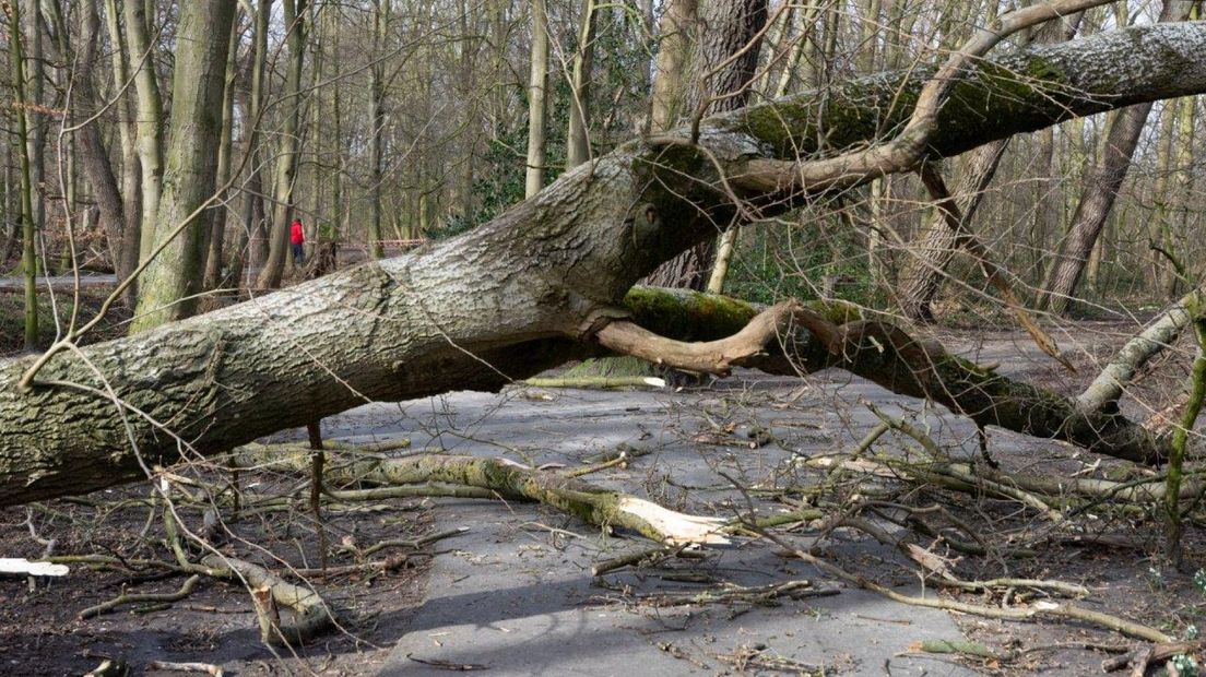 Boom op wandelpad in Meer en Bos