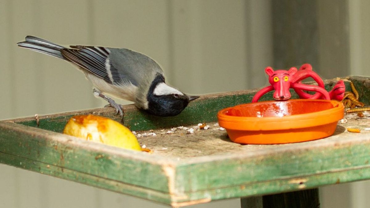 Heeft een brutale koolmees ook de halve wereld? - Omroep Gelderland