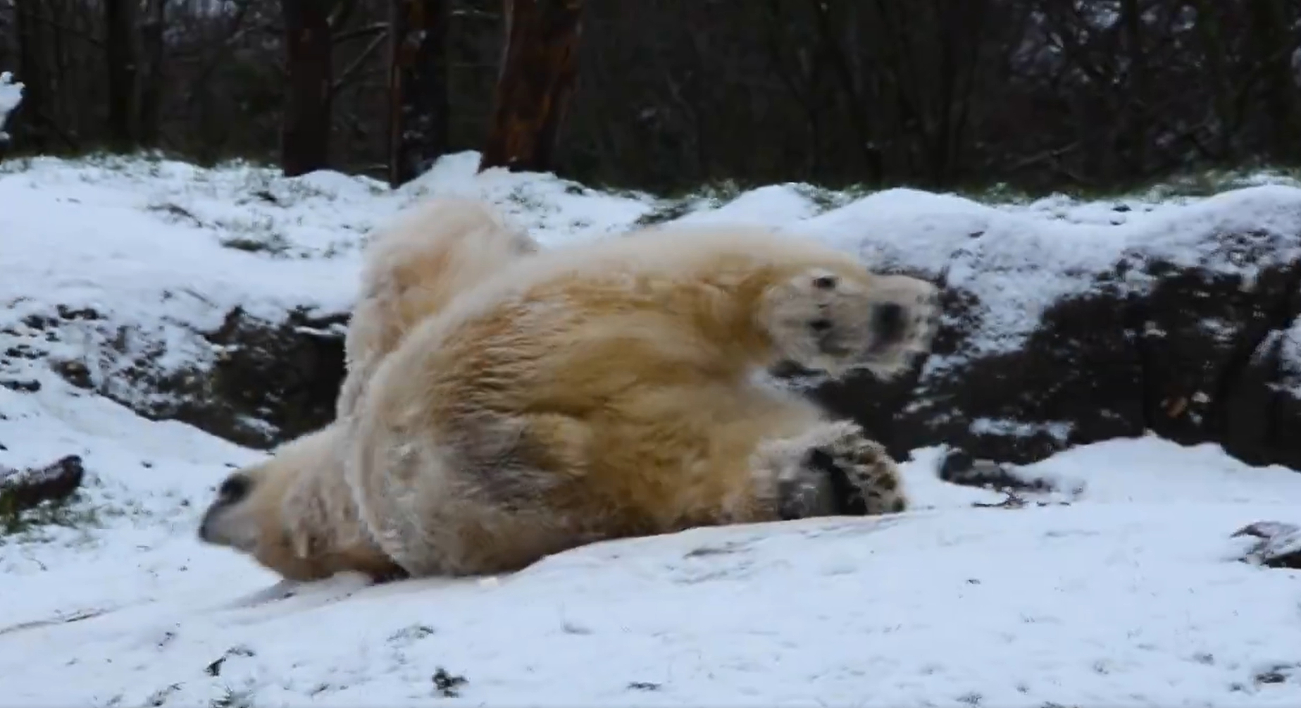 IJsbeer in de sneeuw in Diergaarde Blijdorp