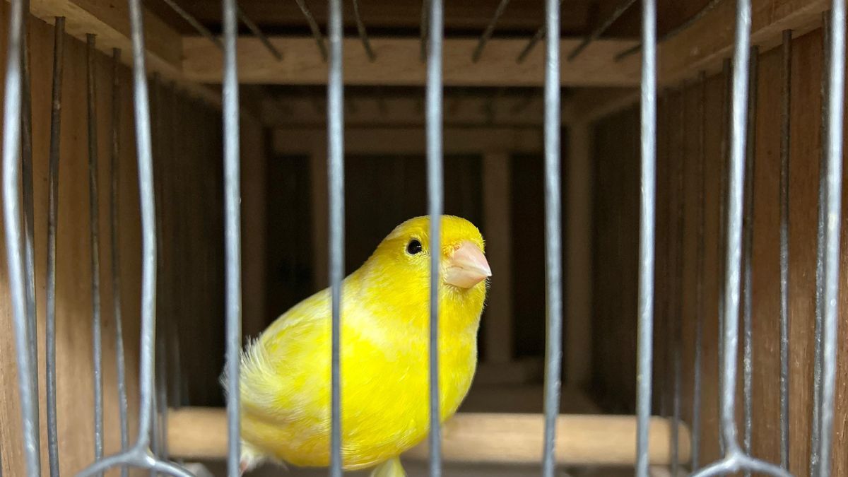 Vogelshow Rijssen vleugellam door vogelgriep