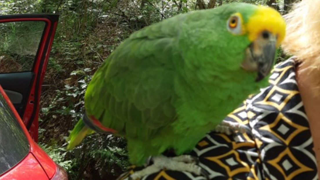 De groene amazonepapegaai werd in het bos bij Gieten gevonden (Rechten: Politie Aa en Hunze)