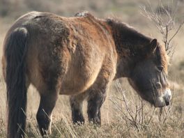 Staatsbosbeheer zet pony's in op de Kale Duinen, ondanks wolvendreiging