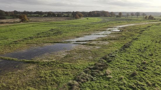 Geelbroek beter bestand tegen klimaatverandering