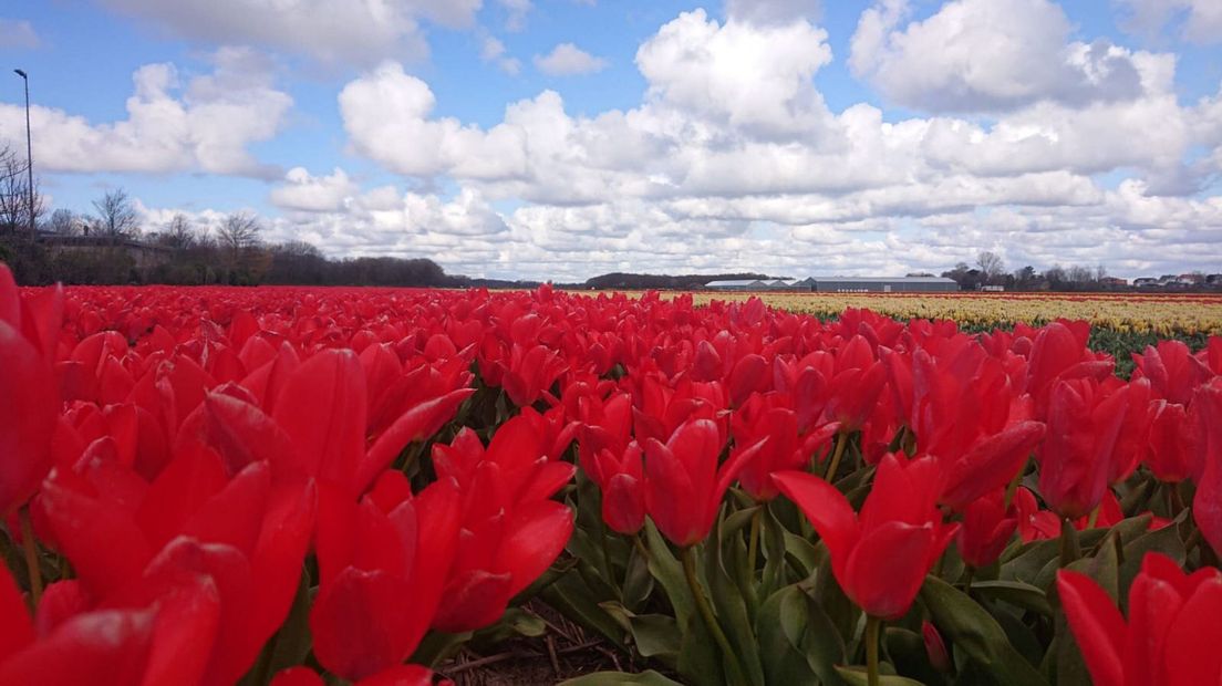 Bloembollenvelden in bloei