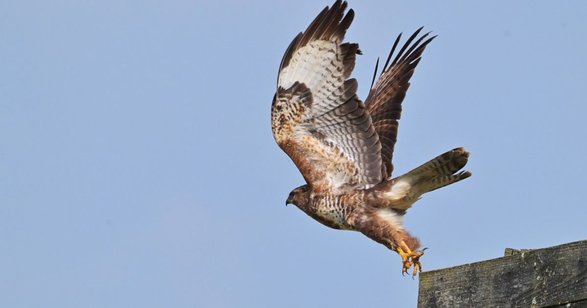 Beschermende buizerd belaagt bewoners buiten Bedum (beelden)
