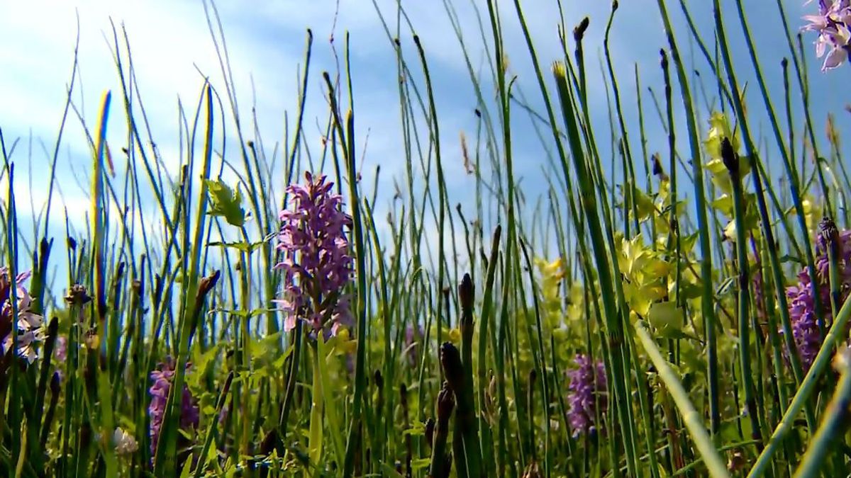 Vijf vragen over de orchideeën in de Polder Ten Cate