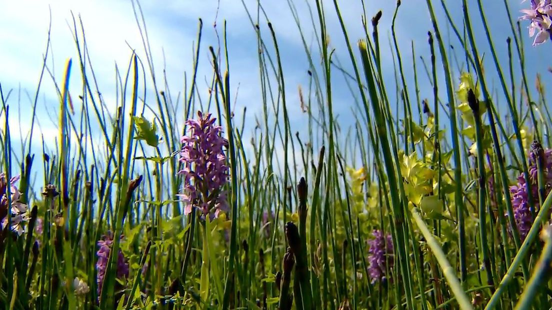 In de Polder Ten Cate staan ratelaars, boterbloemen en vooral veel orchideeën (Rechten: RTV Drenthe)