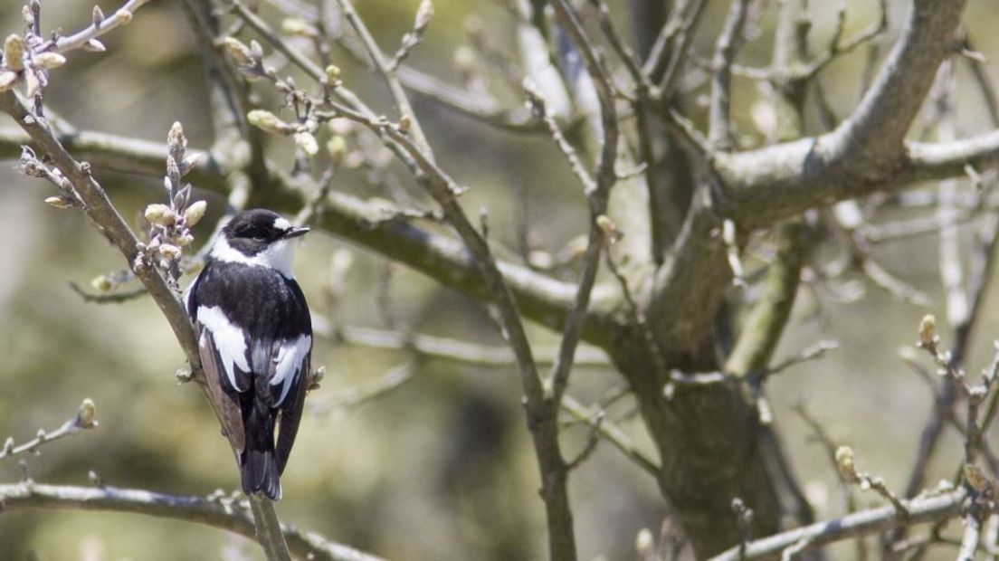 De Veluwe wordt overspoeld door vogelspotters nadat de withalsvliegenvanger er is neergestreken. Die vogel is zeer zeldzaam.